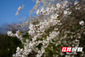 邵阳绥宁：野樱烂漫春意浓 田园美景入画来