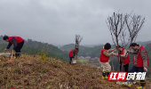 绥宁县委政法委到联点村关峡村开展义务植树活动