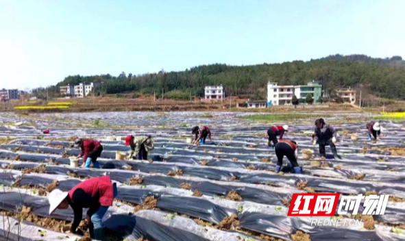 新宁县花田村：“花”香满枝头“田”间春潮涌