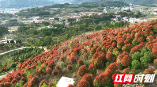 新邵：上春山，饱“楠”十里芳菲