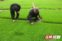 湖南隆回：党建引领跑出早稻生产“加速度”