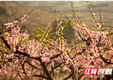 湖南邵阳：350亩桃花灼灼盛开 如云似霞醉游人