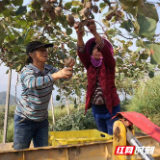 城步县蒋坊乡：发挥代表“三员”作用助力乡村产业焕发新活力