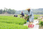 大祥区：抢抓农时插秧忙 田间地头换“绿装”