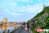 新邵：陌上春光好 蔷薇开成诗