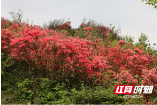 新邵县十重大界：万亩高山杜鹃花开正艳