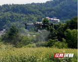 北塔区：植保无人机飞防 让高粱夏管增效