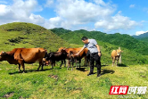 黄金牧场景美产业旺——邵阳学院乡村振兴促进团赴新宁调研