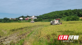 大祥税务：以税润农 绘就盛夏好“丰”景