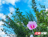 新邵：木槿花开 缤纷一夏