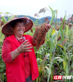 隆回县桃花坪街道：“红”透丰收季 情暖百姓心