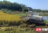 北塔区：稻田飘香秋收忙，又是一年好“丰”景