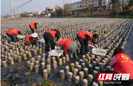 武冈税务：助农采摘解民忧 志愿服务促发展