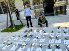 湖南南山国家公园候选区破获一起非法猎捕候鸟案