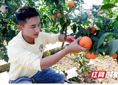 北塔区谷洲村“果冻橙”即将上市 集体经济结出“致富果”