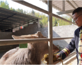 代表风采丨兰支艳:以鹿为媒兴乡村 履职为民谱新篇