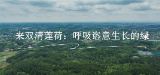 视频｜来双清莲荷：呼吸恣意生长的绿