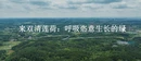 视频｜来双清莲荷：呼吸恣意生长的绿