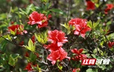 城步：南山映山红盛放