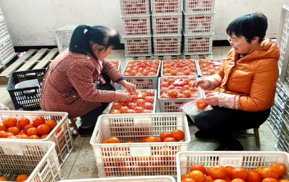 新春走基层丨羊坪村里谋振兴