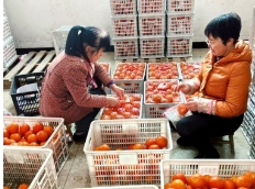 新春走基层丨羊坪村里谋振兴