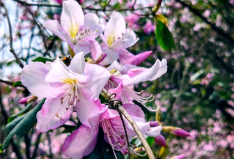 春天里的邵阳丨湖南舜皇山：紫染鹿角杜鹃花海入画屏