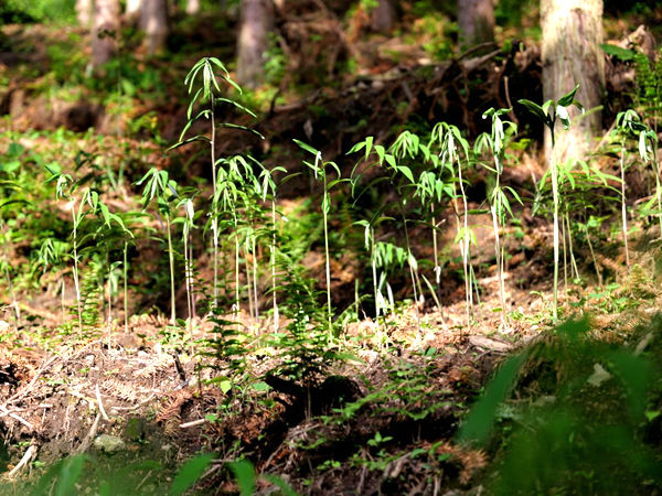 湖南新宁：生态赋能让林下资源“点绿成金”