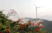 五一趣邵阳｜湖南新宁：瑶山映山红绽放 生态美景引客来