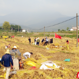 资兴：暖心助力贫困户收割中稻