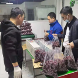 郴州市第九批援疆工作队助力销红枣