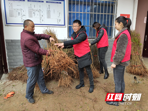 郴州北湖区仰天湖瑶族乡：脱贫攻坚送果苗 爱心帮扶促春耕