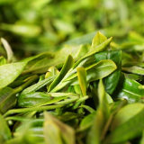 永兴：深山出好茶 手工炒茶香