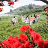 临武：杜鹃花开惹人醉 云游西瑶绿谷天鹅塘