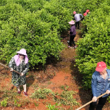 郴州嘉禾女劳模齐念“富民经”