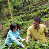 挖掘汝城白毛茶种质资源 推动郴州市茶产业创新发展