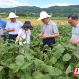 郴州市老科协专家组调研蔬菜科研事业发展