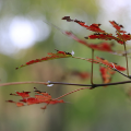 桂阳枫叶林：冬雨邂逅秋色惊艳了时光