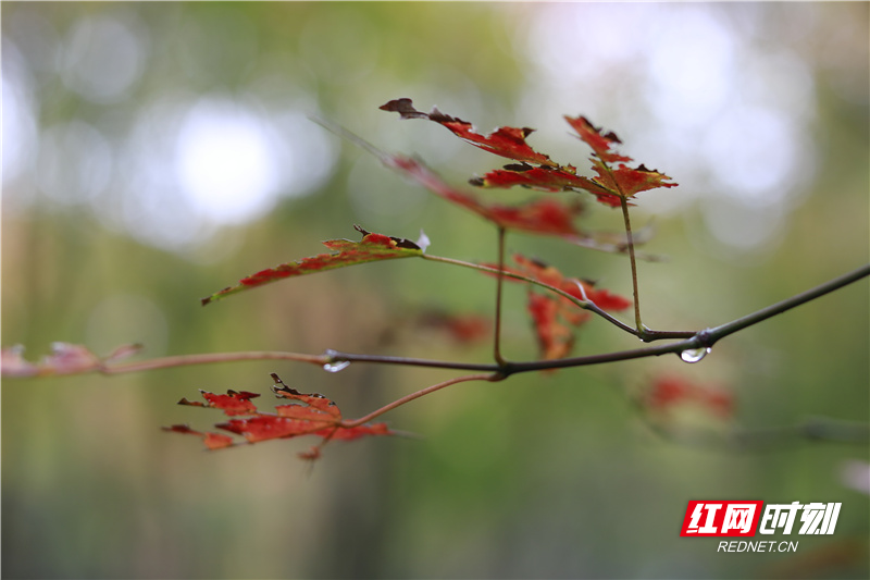 桂阳枫叶林：冬雨邂逅秋色惊艳了时光