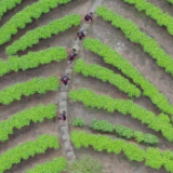 宜章莽山：唱着瑶歌采茶忙