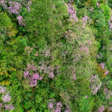 桂东： 漫山遍野的鹿角杜鹃尽情绽放