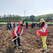 田间地头党旗飘