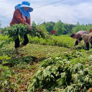 同心奔小康｜资兴市唐洞街道：晴好天气 艾草收割忙