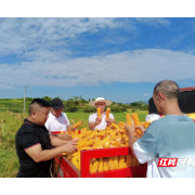 新平田的“村小二”们