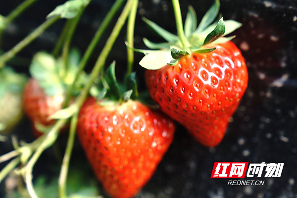 临武：“红颜”草莓“香艳”上市