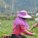 春回大地暖，清泉茶正香