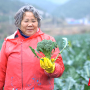 临武：西兰花新鲜上市