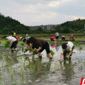 北湖区华塘镇：农耕时节插秧忙 工会助力到田间