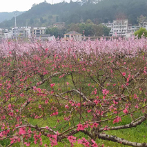 红村振兴｜沙洲进取逻辑：当年共享被子，而今共同富裕