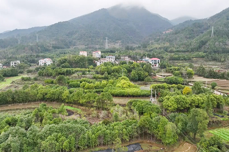 宜章县寿福村：苗木种植成“绿色聚宝盆”