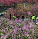 宜章：“赏花经济”激活春季旅游市场